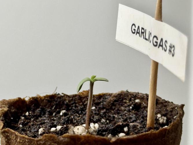 Garlic Gas ⛽️ fem - Sensi Seeds. Week 0 - Garlic Gas plant #3 - day 3 since germination