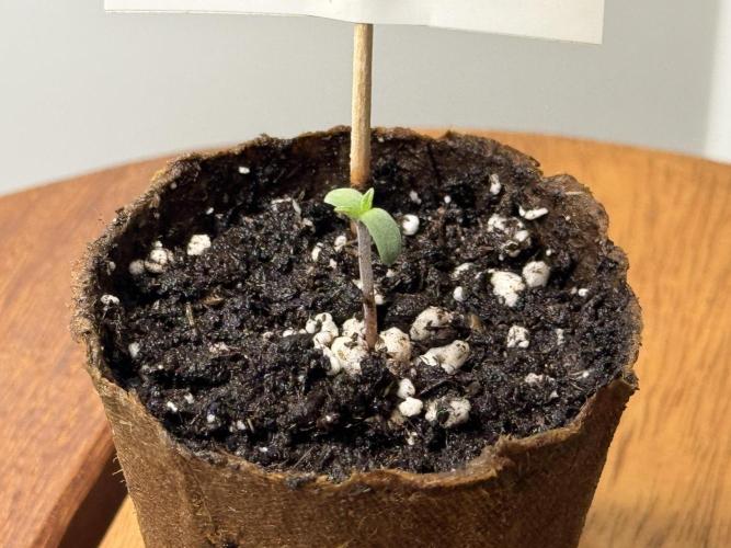 Garlic Gas ⛽️ fem - Sensi Seeds. Week 0 - Garlic Gas plant #3 - day 2 since germination