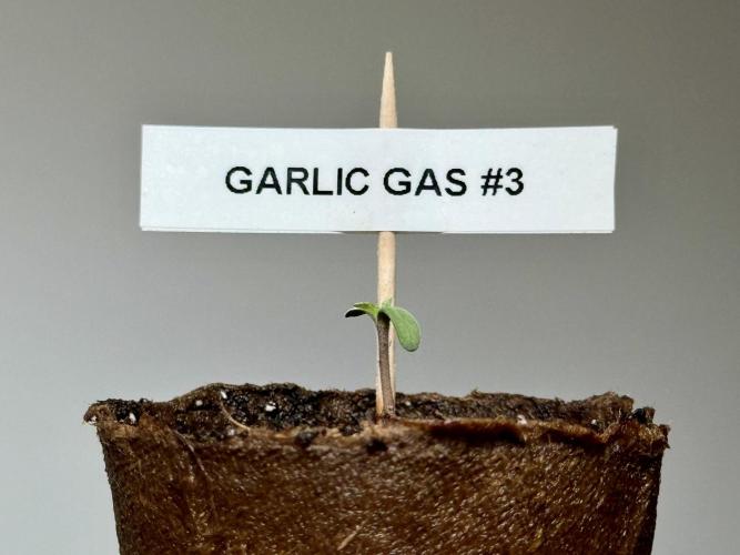 Garlic Gas ⛽️ fem - Sensi Seeds. Week 0 - Garlic Gas plant #3 - day 2 since germination