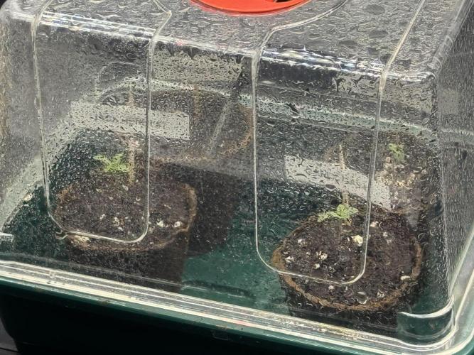 Garlic Gas ⛽️ fem - Sensi Seeds. Week 0
