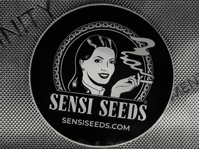 Garlic Gas ⛽️ fem - Sensi Seeds. Week 0 - Big thank you to Sensi Seeds for supporting this run