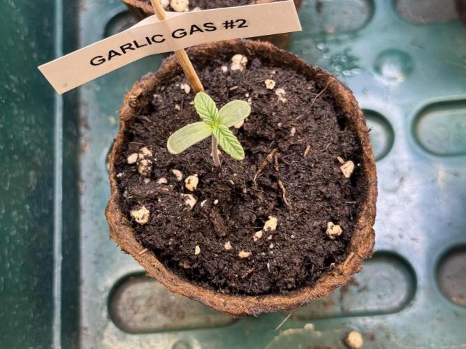 Garlic Gas ⛽️ fem - Sensi Seeds. Week 0
