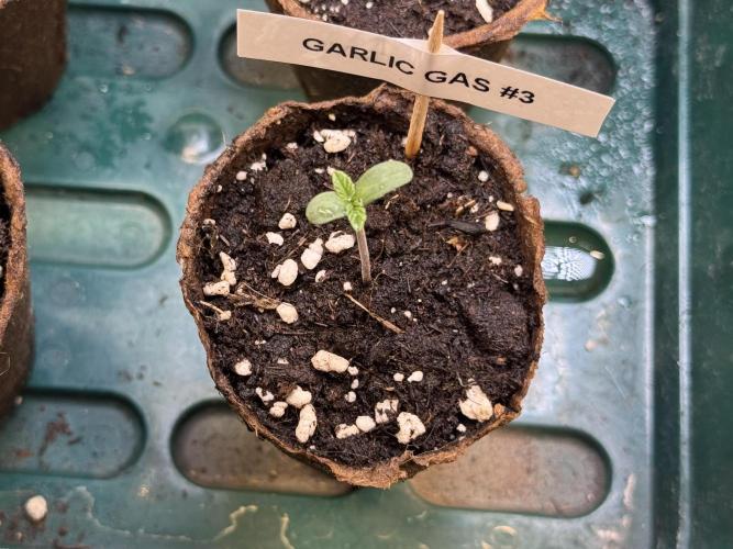 Garlic Gas ⛽️ fem - Sensi Seeds. Week 0