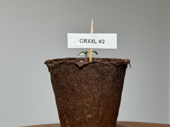 Sensi Chocolate Rainbow XXL 🍫 fem. Week 0 - Chocolate Rainbow XXL - day 3 since germination