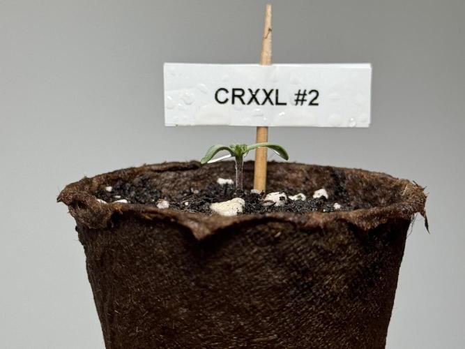 Sensi Chocolate Rainbow XXL 🍫 fem. Week 0 - Chocolate Rainbow XXL - day 3 since germination