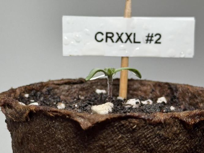 Sensi Chocolate Rainbow XXL 🍫 fem. Week 0 - Chocolate Rainbow XXL - day 3 since germination