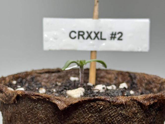 Sensi Chocolate Rainbow XXL 🍫 fem. Week 0 - Chocolate Rainbow XXL - day 3 since germination