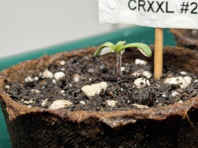 Sensi Chocolate Rainbow XXL 🍫 fem. Week 0 - Chocolate Rainbow XXL - day 3 since germination
