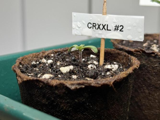 Sensi Chocolate Rainbow XXL 🍫 fem. Week 0 - Chocolate Rainbow XXL - day 3 since germination
