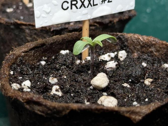 Sensi Chocolate Rainbow XXL 🍫 fem. Week 0 - Chocolate Rainbow XXL - day 3 since germination