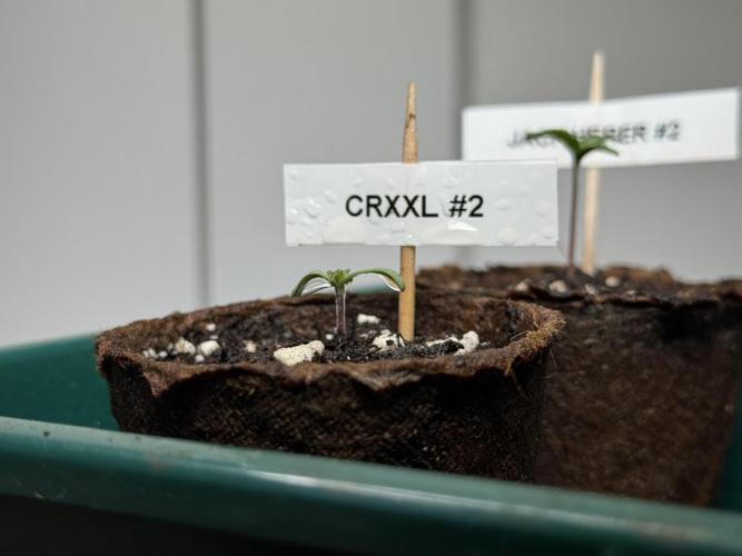 Sensi Chocolate Rainbow XXL 🍫 fem. Week 0 - Chocolate Rainbow XXL - day 3 since germination