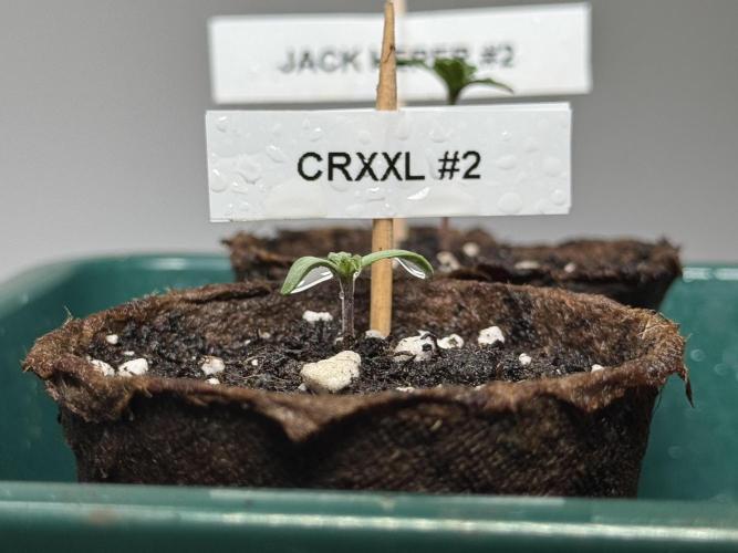 Sensi Chocolate Rainbow XXL 🍫 fem. Week 0 - Chocolate Rainbow XXL - day 3 since germination