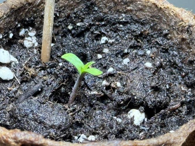 Sensi Chocolate Rainbow XXL 🍫 fem. Week 0 - Chocolate Rainbow XXL - day 2 since germination