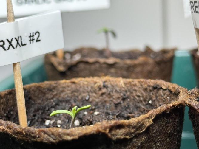 Sensi Chocolate Rainbow XXL 🍫 fem. Week 0 - Chocolate Rainbow XXL - day 2 since germination