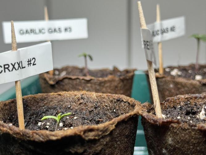 Sensi Chocolate Rainbow XXL 🍫 fem. Week 0 - Chocolate Rainbow XXL - day 2 since germination