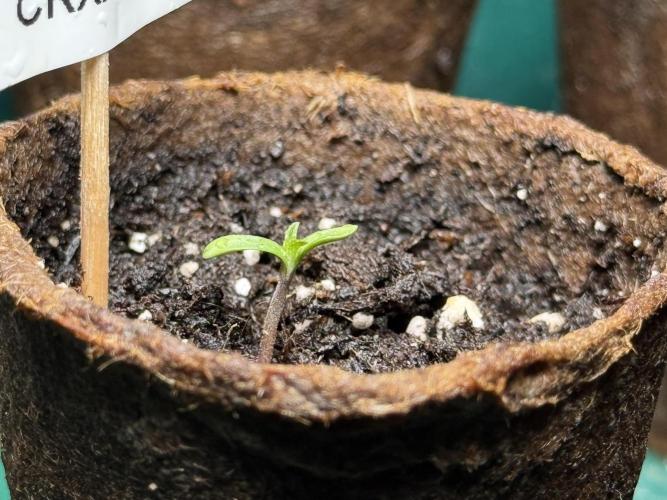 Sensi Chocolate Rainbow XXL 🍫 fem. Week 0 - Chocolate Rainbow XXL - day 2 since germination