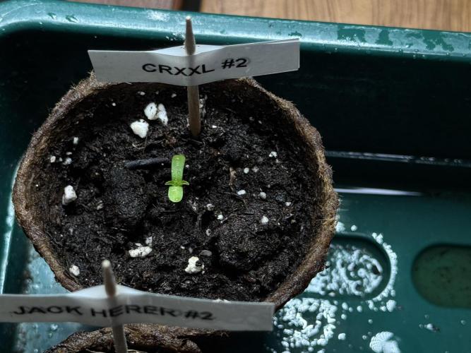 Sensi Chocolate Rainbow XXL 🍫 fem. Week 0 - Chocolate Rainbow XXL - day 2 since germination