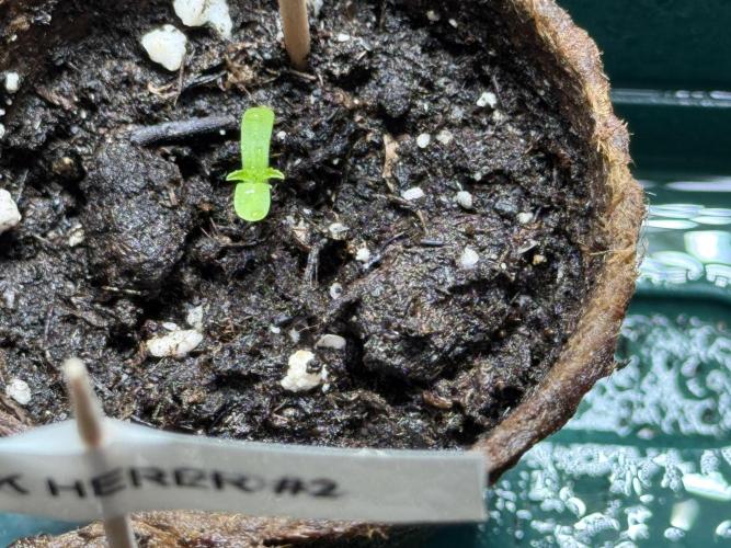 Sensi Chocolate Rainbow XXL 🍫 fem. Week 0 - Chocolate Rainbow XXL - day 2 since germination