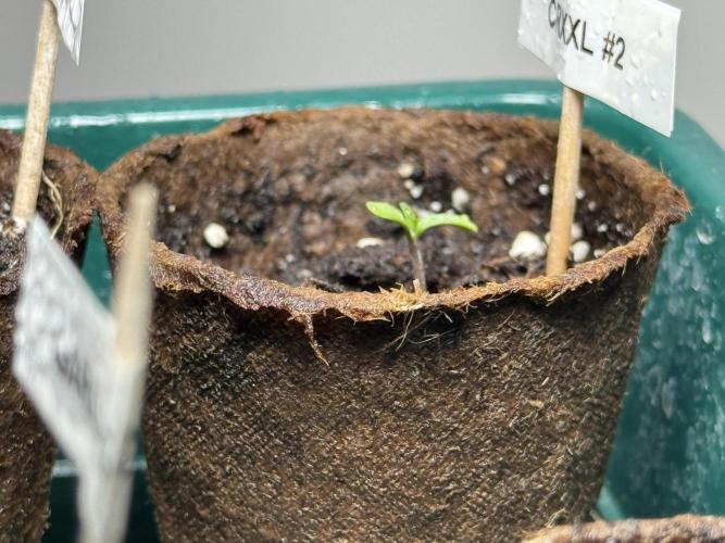 Sensi Chocolate Rainbow XXL 🍫 fem. Week 0 - Chocolate Rainbow XXL - day 2 since germination
