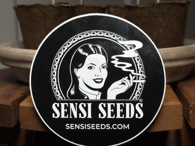 Sensi Chocolate Rainbow XXL 🍫 fem. Week 0 - Big thank you to Sensi Seeds for supporting this run