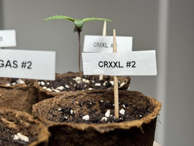 Chocolate Rainbow XXL. Week 0