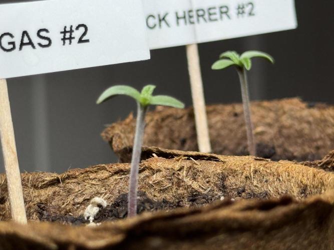 Garlic Gas ⛽️ fem - Sensi Seeds. Week 0 - Garlic Gas plant #2 - day 3 since germination