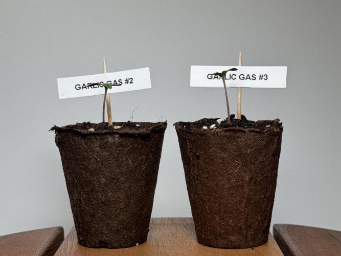 Garlic Gas ⛽️ fem - Sensi Seeds. Week 0 - day 3 and 5 since germination