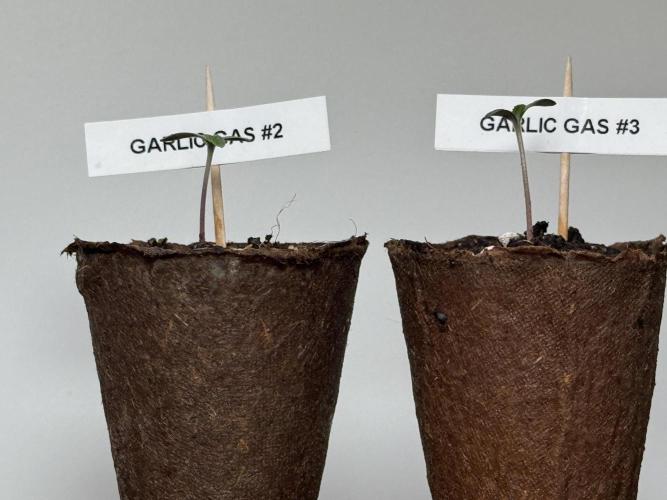 Garlic Gas ⛽️ fem - Sensi Seeds. Week 0 - day 3 and 5 since germination