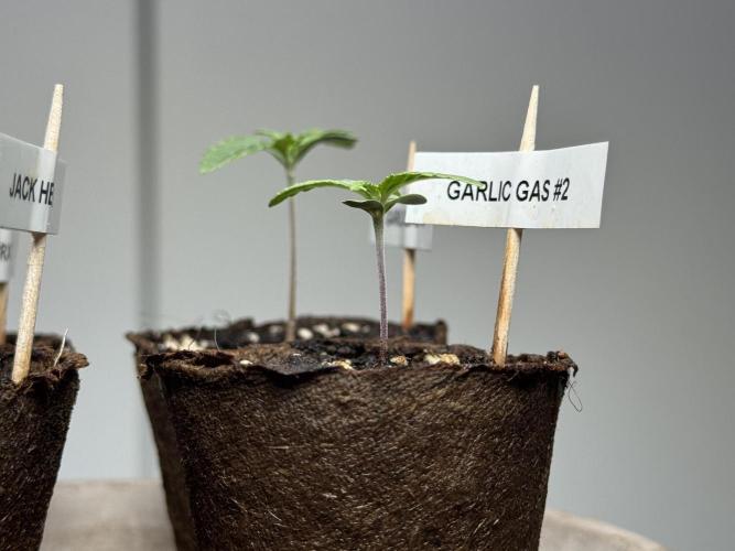 Garlic Gas ⛽️ fem - Sensi Seeds. Week 1 - Veg week 1