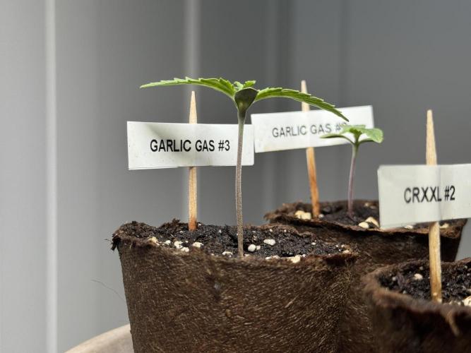 Garlic Gas ⛽️ fem - Sensi Seeds. Week 1 - Veg week 1