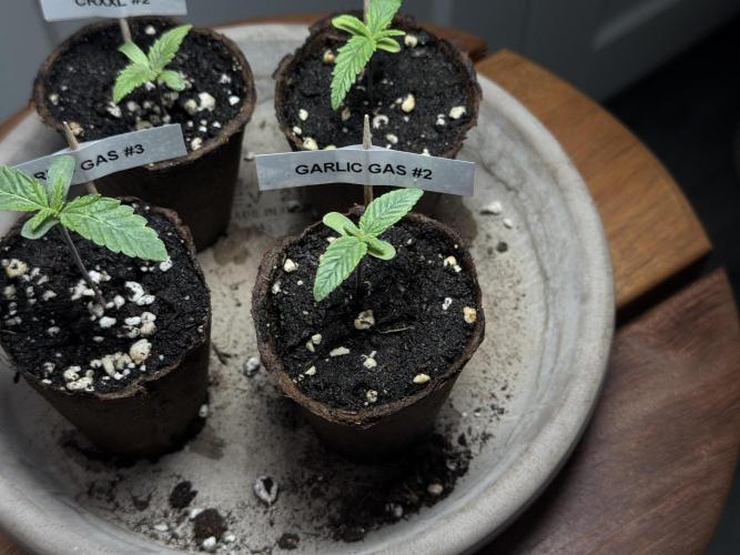 Garlic Gas ⛽️ fem - Sensi Seeds. Week 1 - Veg week 1