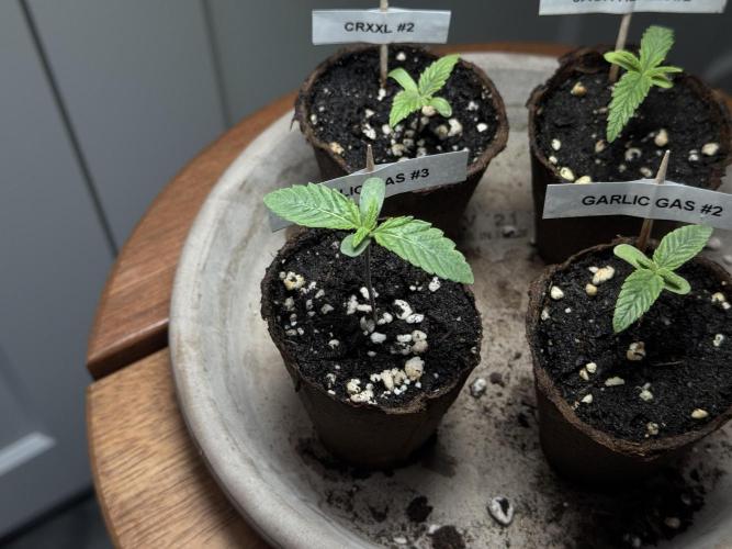 Garlic Gas ⛽️ fem - Sensi Seeds. Week 1 - Veg week 1
