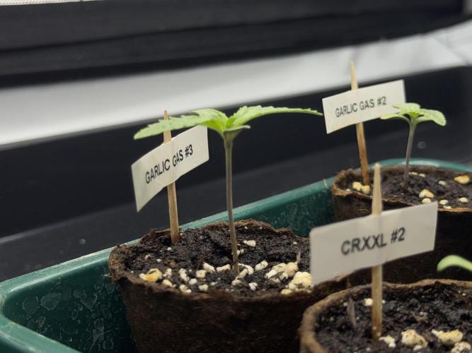 Garlic Gas ⛽️ fem - Sensi Seeds. Week 1 - Veg week 1