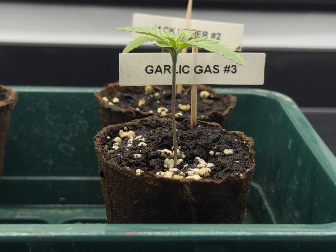 Garlic Gas ⛽️ fem - Sensi Seeds. Week 1 - Veg week 1
