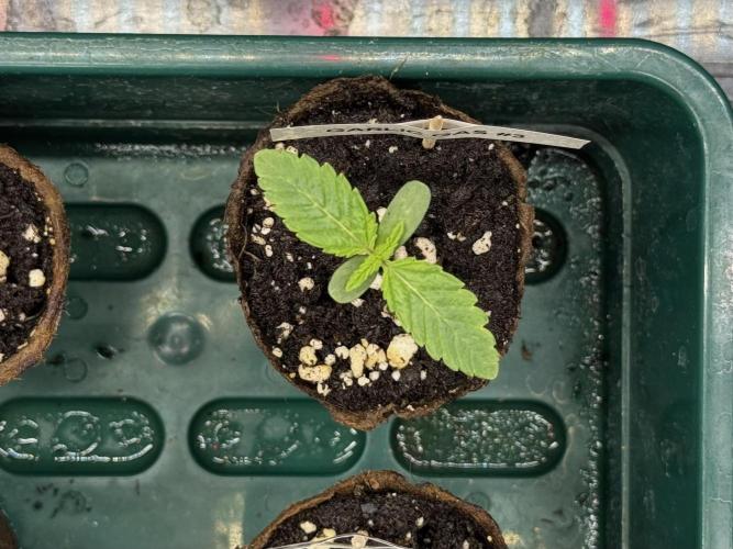 Garlic Gas ⛽️ fem - Sensi Seeds. Week 1 - Veg week 1