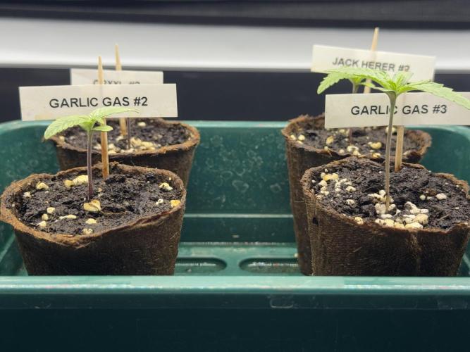 Garlic Gas ⛽️ fem - Sensi Seeds. Week 1 - Veg week 1
