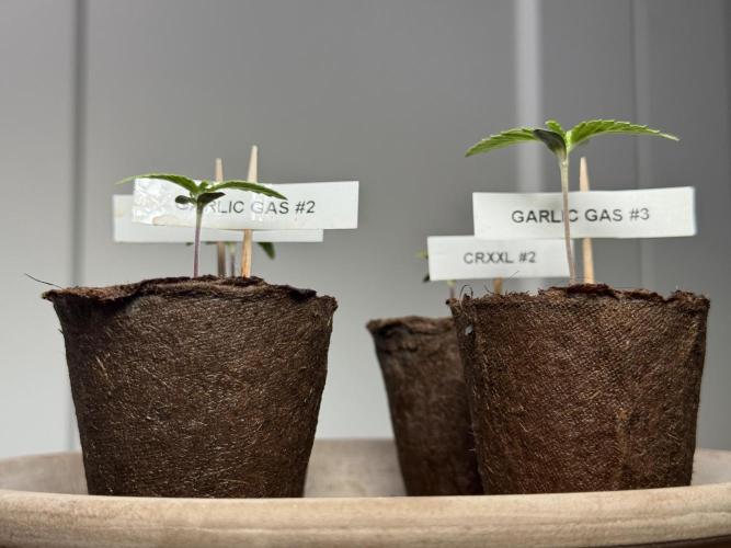 Garlic Gas ⛽️ fem - Sensi Seeds. Week 1 - Veg week 1