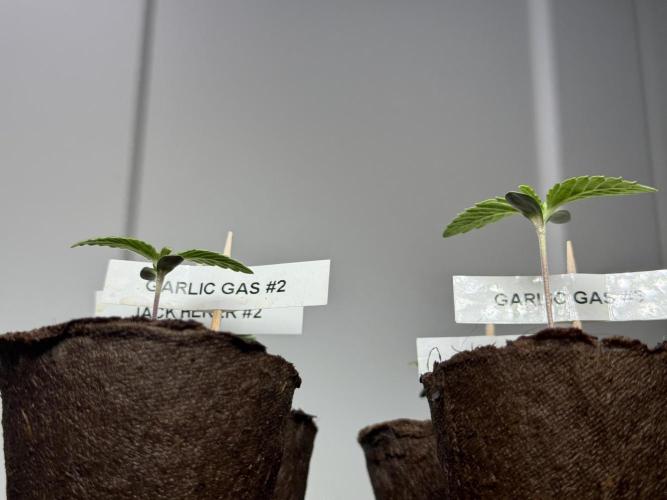 Garlic Gas ⛽️ fem - Sensi Seeds. Week 1 - Veg week 1