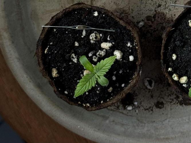 Sensi Chocolate Rainbow XXL 🍫 fem. Week 1