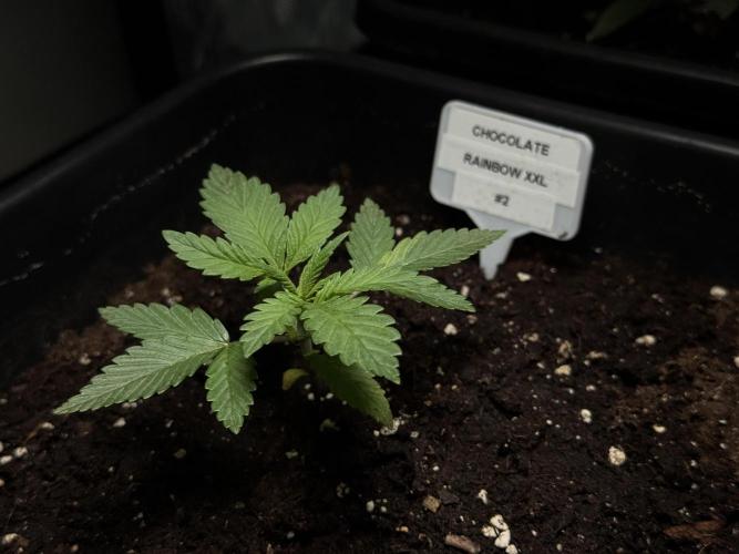 Sensi Chocolate Rainbow XXL 🍫 fem. Week 2 - Veg week 2/3