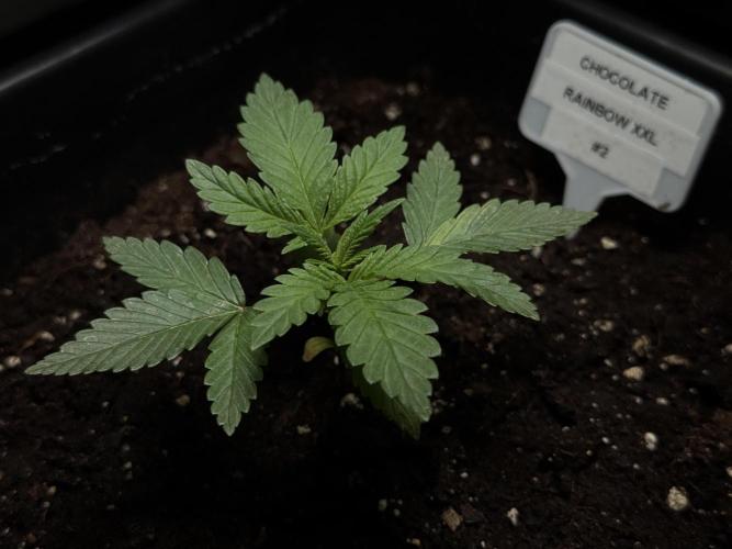 Sensi Chocolate Rainbow XXL 🍫 fem. Week 2 - Veg week 2/3