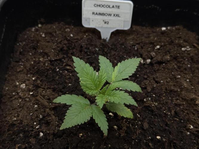 Sensi Chocolate Rainbow XXL 🍫 fem. Week 2 - Veg week 2/3