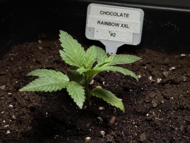 Sensi Chocolate Rainbow XXL 🍫 fem. Week 2 - Veg week 2/3