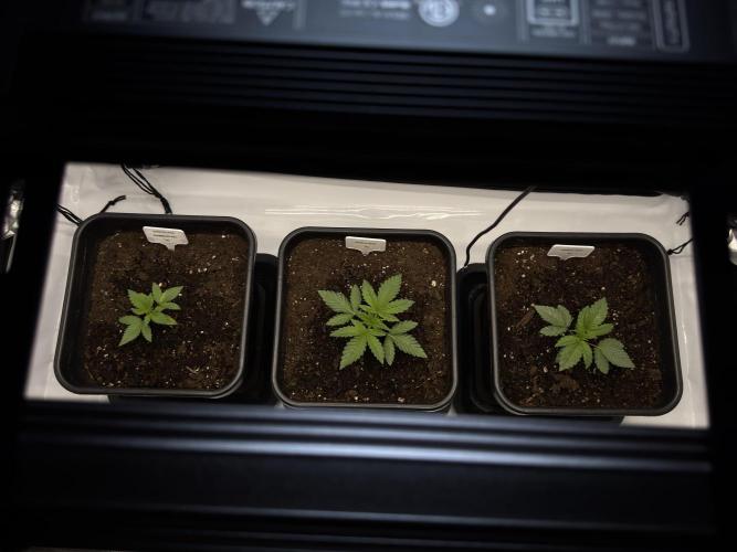 Sensi Chocolate Rainbow XXL 🍫 fem. Week 2 - Veg week 2/3