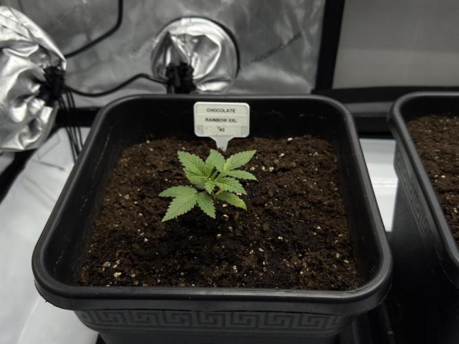 Sensi Chocolate Rainbow XXL 🍫 fem. Week 2 - Veg week 2/3