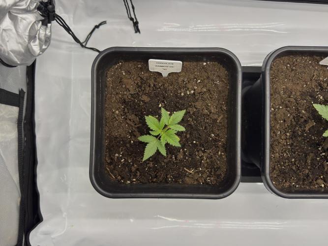 Sensi Chocolate Rainbow XXL 🍫 fem. Week 2