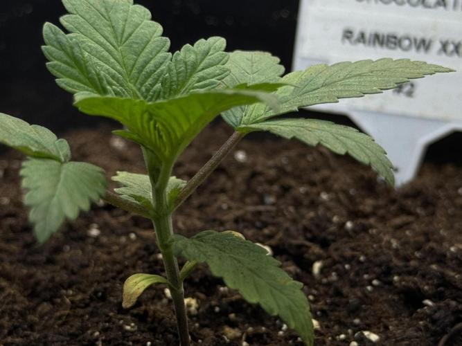 Sensi Chocolate Rainbow XXL 🍫 fem. Week 2 - Veg week 2/3