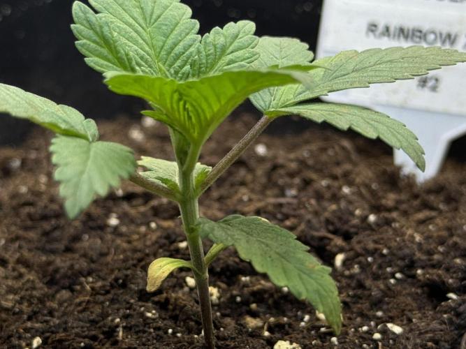 Chocolate Rainbow XXL. Week 2