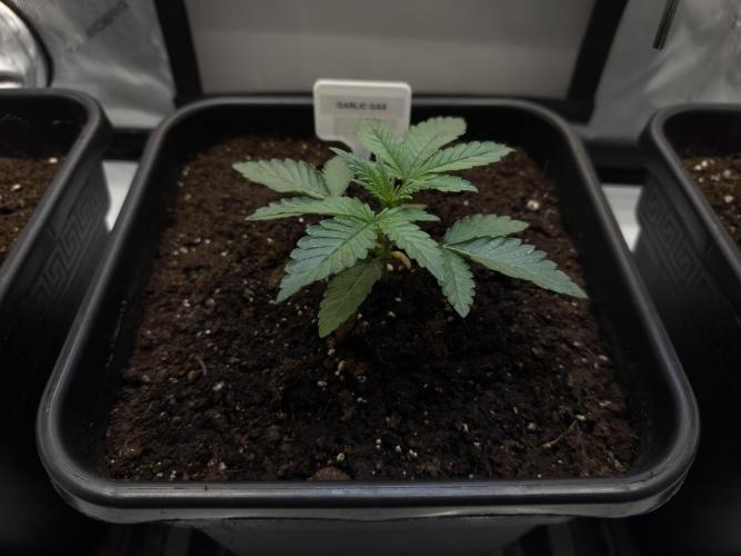 Garlic Gas ⛽️ fem - Sensi Seeds. Week 2 - Garlic Gas #3 - Veg week 2/3