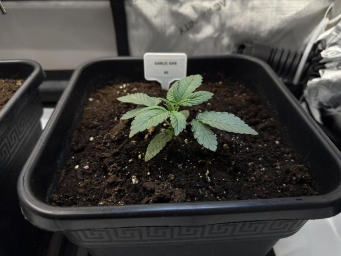 Garlic Gas ⛽️ fem - Sensi Seeds. Week 2 - Garlic Gas #2 - Veg week 2/3